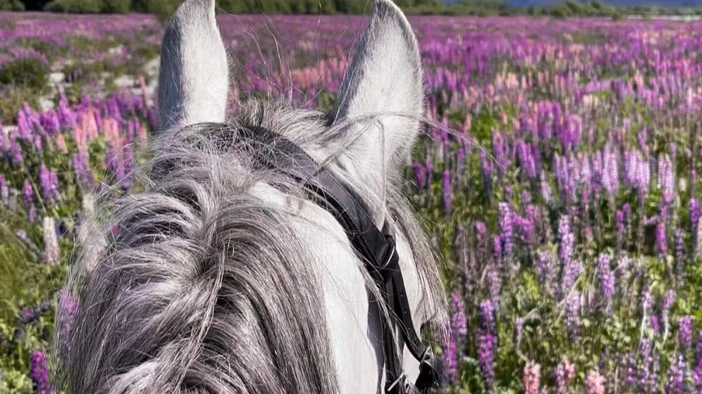 Glenorchy Horse Trek - 1 Hour | Everything New Zealand-6