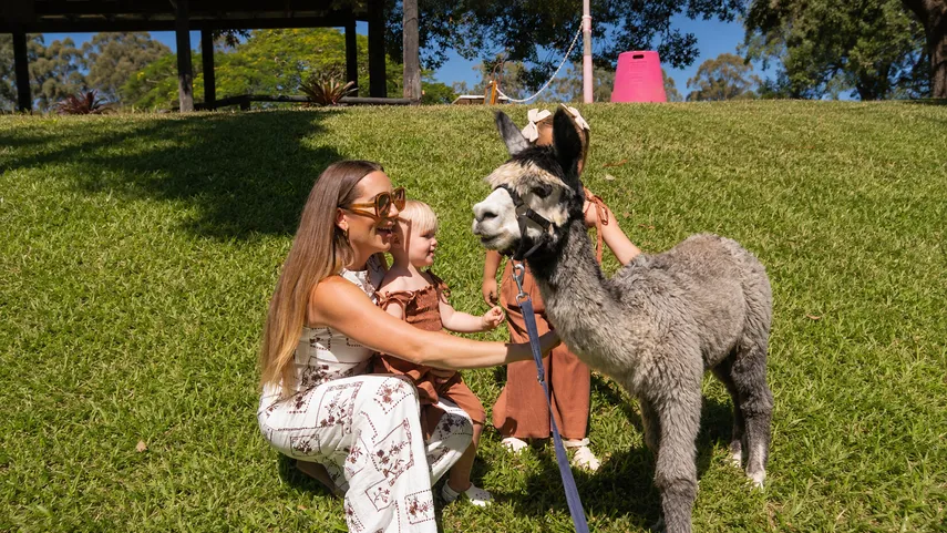 Historic Rivermill Alpaca Walking - 30 Minutes | Experience Oz