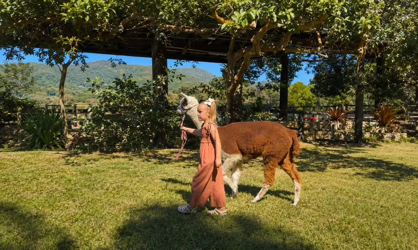 Historic Rivermill Alpaca Walking - 30 Minutes | Experience Oz