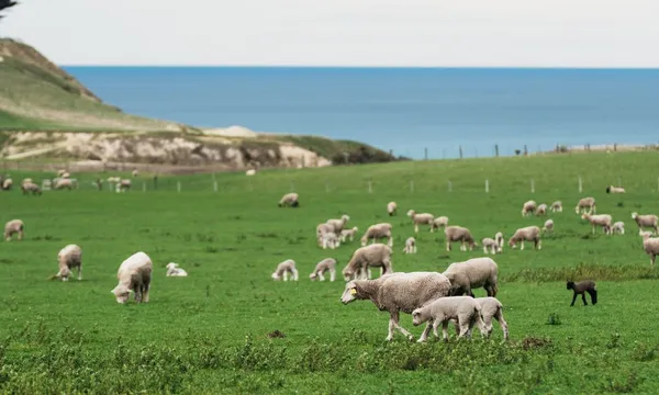 Christchurch Farm Tour with Waipara Wine - Full Day