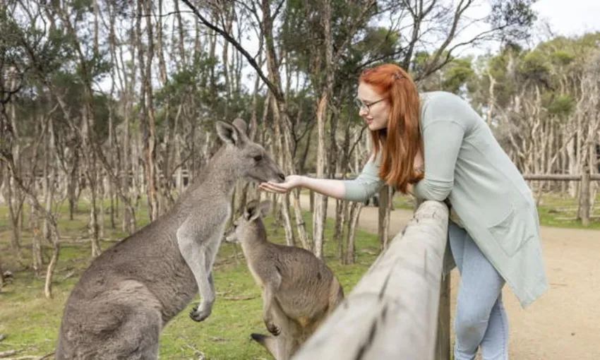Moonlit Sanctuary and Brighton Beach Tour | Experience Oz