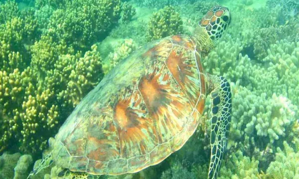 Port Douglas Low Island Snorkel Tour - Half Day