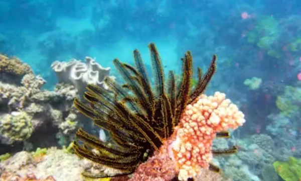 Port Douglas Low Island Snorkel Tour - Half Day