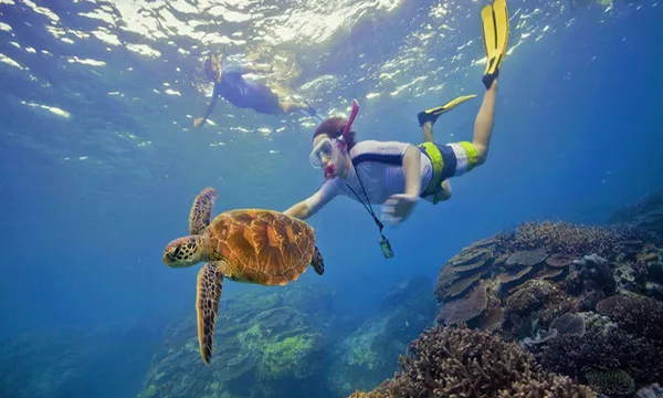 Port Douglas Outer Reef Snorkel Tour - Half Day