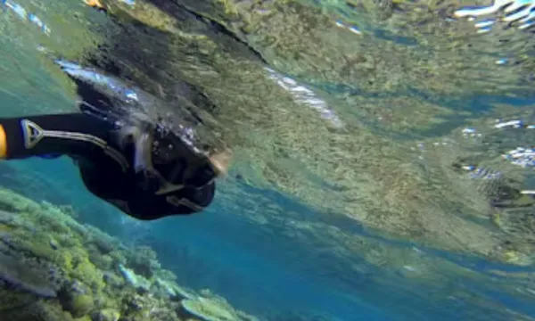 Port Douglas Outer Reef Snorkel Tour - Half Day