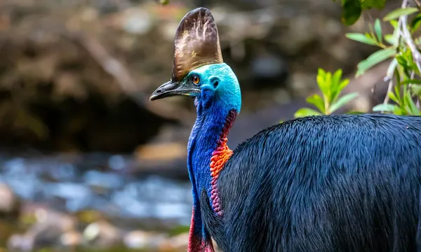 Kuku Yalanji Country Cultural Tour from Cairns - Full Day