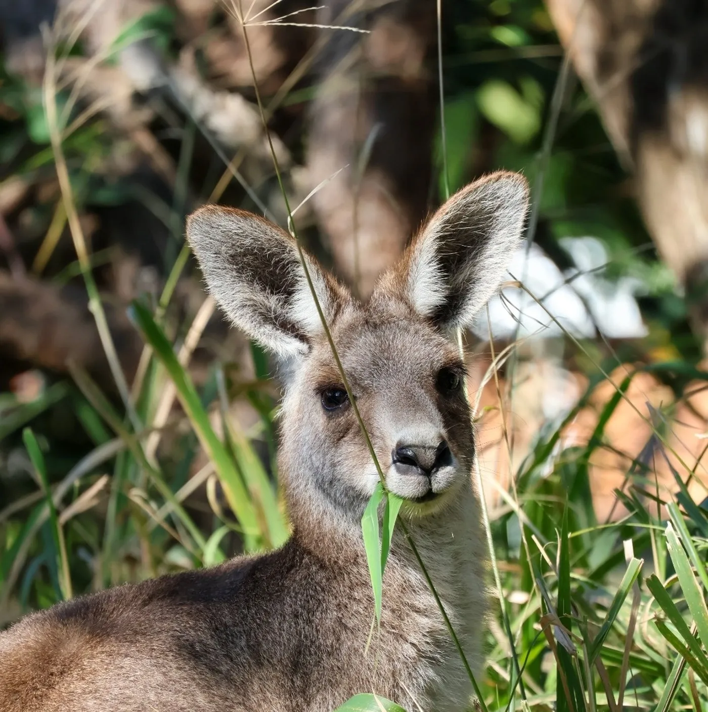Stradbroke Island & Cultural Tour - Full Day | Experience Oz-16