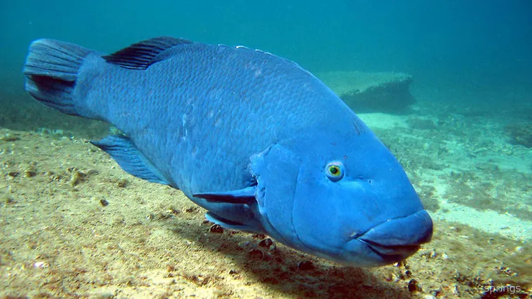 Bass Point Introductory Scuba Dive - 2 Hours | Experience Oz