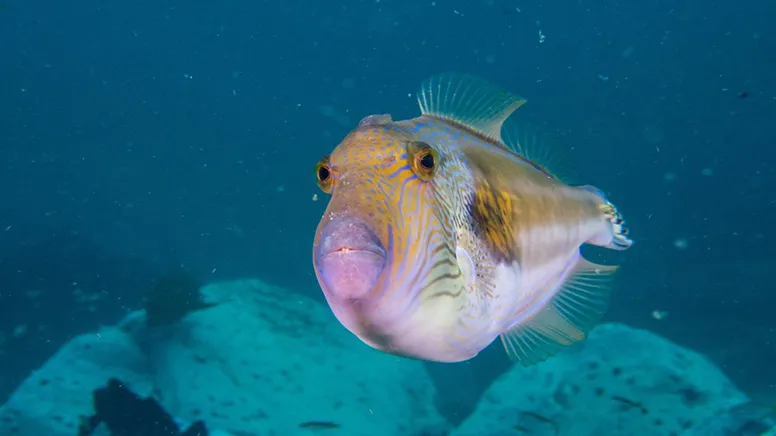 Bass Point Introductory Scuba Dive - 2 Hours | Experience Oz