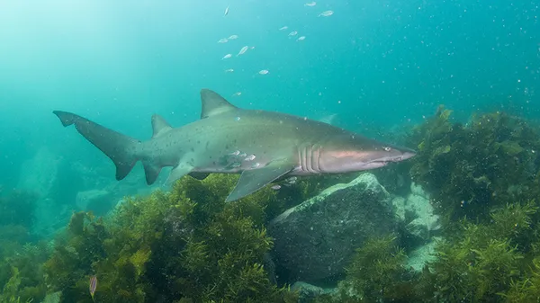 Bass Point Introductory Scuba Dive - 2 Hours