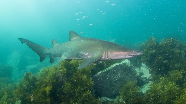 Bass Point Introductory Scuba Dive - 2 Hours | Experience Oz