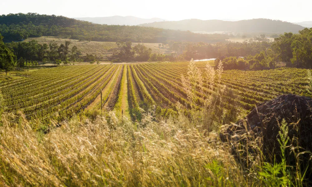 Sirromet Winery Tour & Tasting With Gourmet Cheese Platter - For 2 | Experience Oz-2