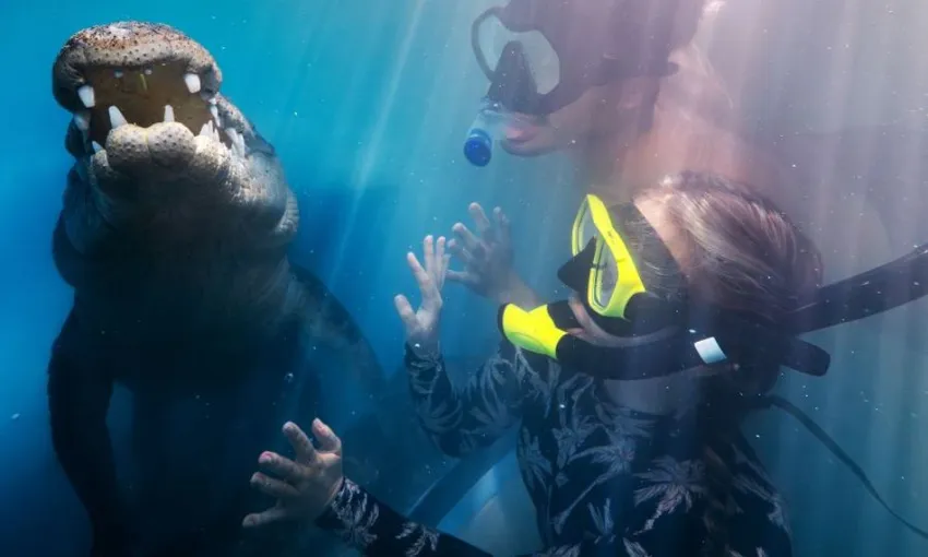Swim with the Crocs Experience with Entry for 2 swimmers | Experience Oz