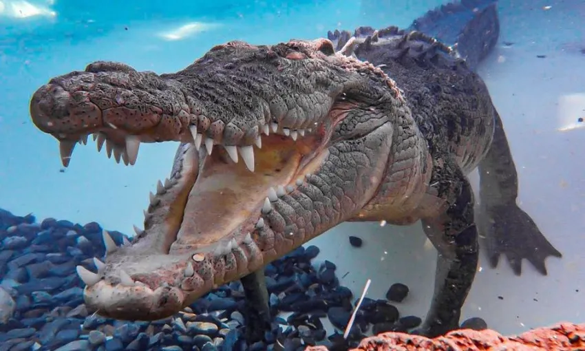 Swim with the Crocs Experience with Entry for 2 swimmers | Experience Oz