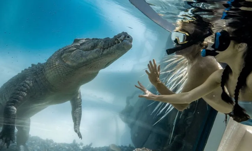 Swim with the Crocs Experience with Entry for 2 swimmers | Experience Oz