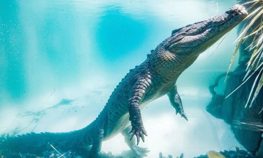 Swim with the Crocs Experience with Entry for 2 swimmers | Experience Oz