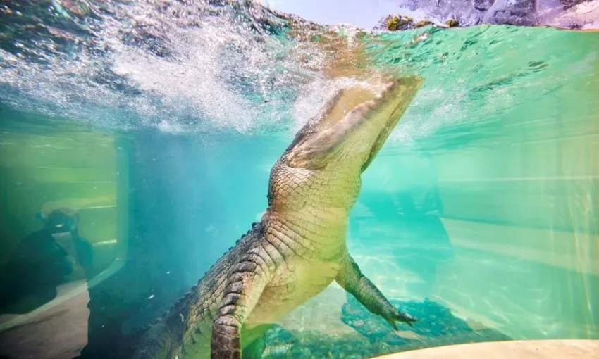 Swim with the Crocs Experience with Entry for 2 swimmers | Experience Oz