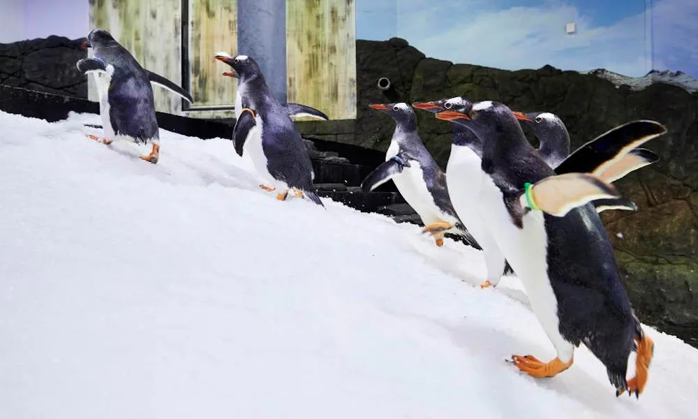 Sydney Four Attractions Combo Pass - Buy Now | Experience Oz-2