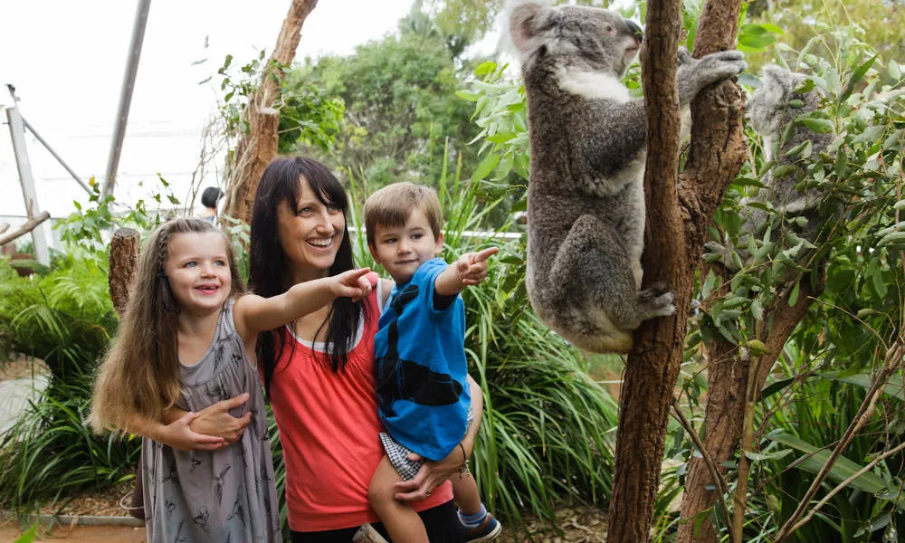 Sydney Four Attractions Combo Pass - Buy Now | Experience Oz-6