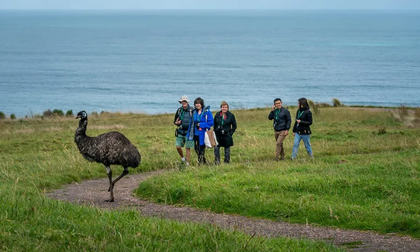 Great Ocean Road Guided Wildlife Walk - 75 Minutes | Experience Oz