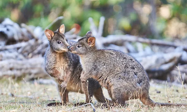 Great Ocean Road Guided Wildlife Walk - 75 Minutes