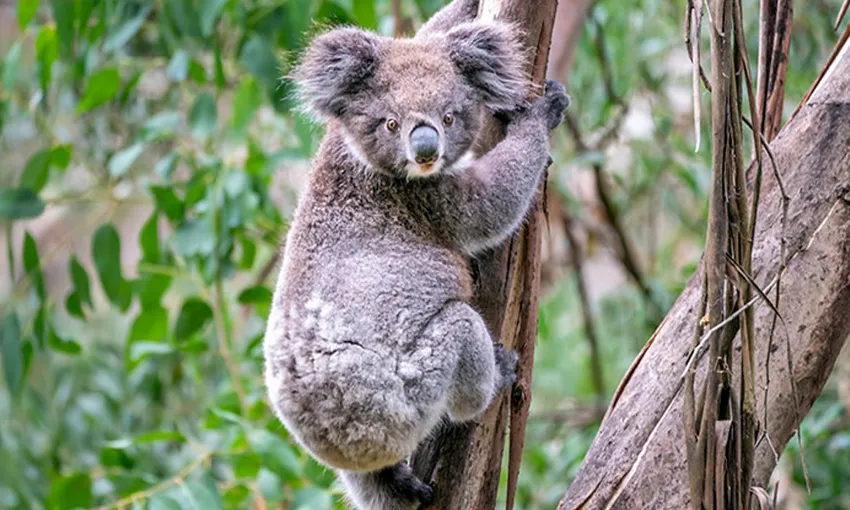 Great Ocean Road Guided Wildlife Walk - 75 Minutes | Experience Oz