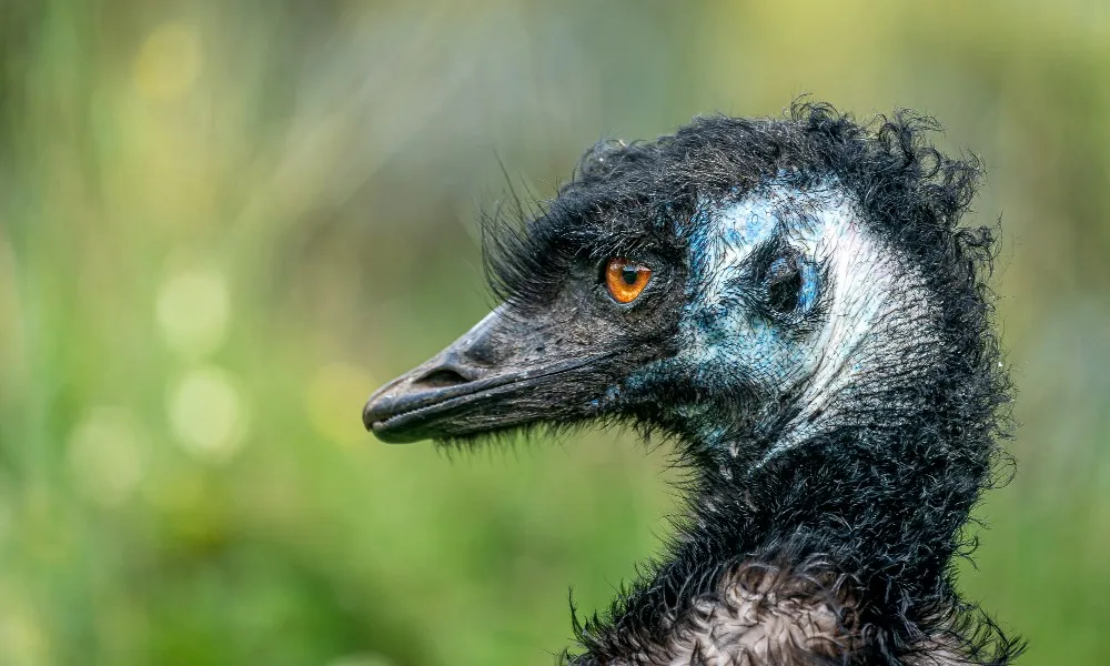 Otways Wildlife Sanctuary Dusk Discovery Tour | Experience Oz-3