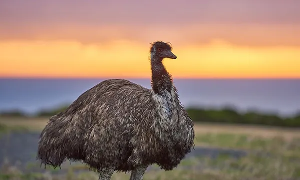 Otways Wildlife Sanctuary Dusk Discovery Tour - 2 Hours