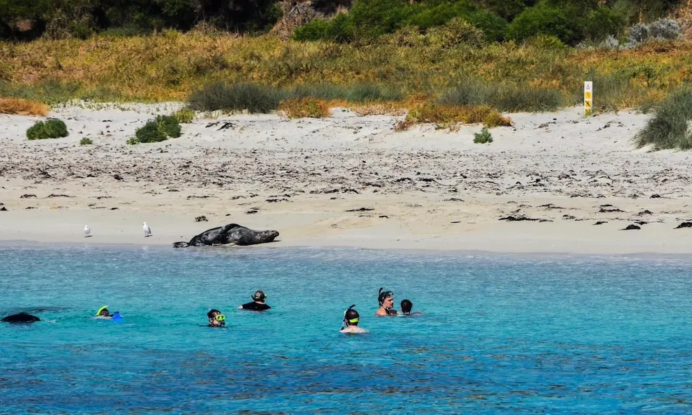 Carnac Island Snorkel Tour with BBQ Brunch - 4 Hours | Experience Oz-5