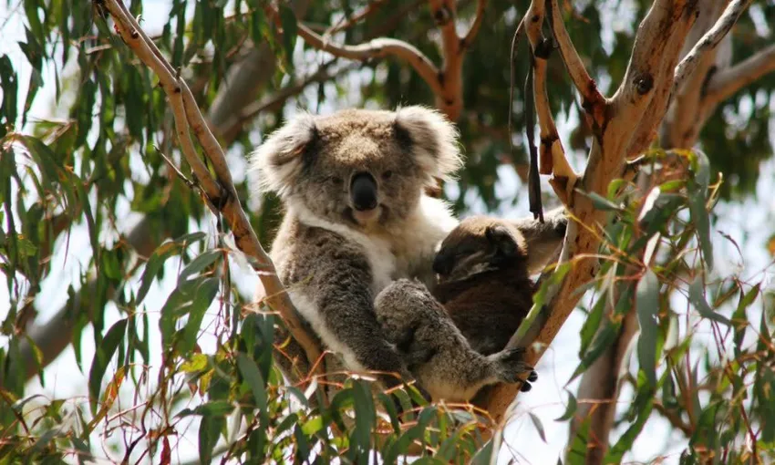 Phillip Island Koala Conservation Reserve Entry | Experience Oz
