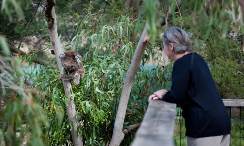Phillip Island Koala Conservation Reserve Entry | Experience Oz