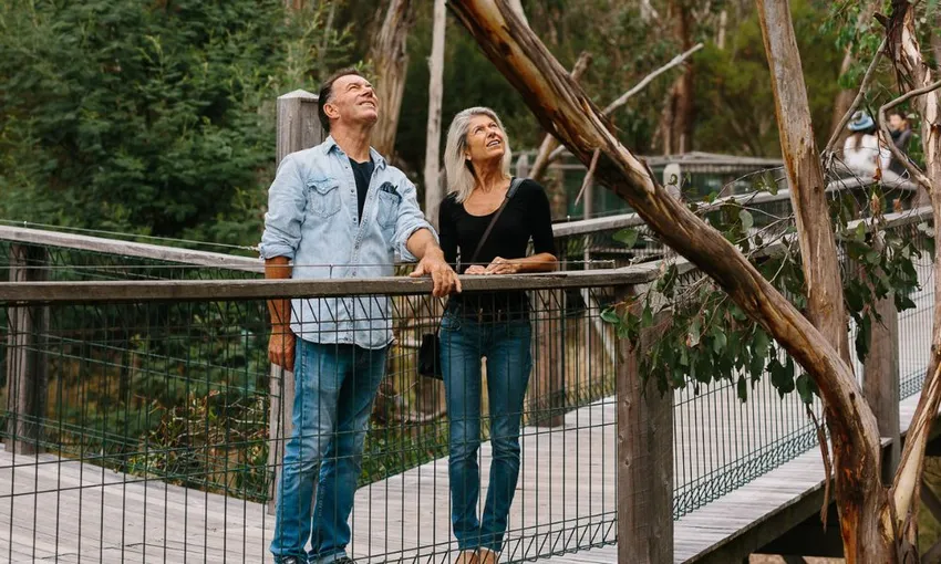 Phillip Island Koala Conservation Reserve Entry | Experience Oz