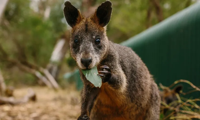 Phillip Island Koala Conservation Reserve Entry | Experience Oz
