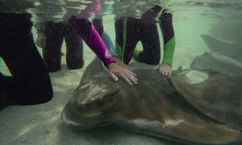 Snorkel with Stingrays and Shallow Water Experience | Experience Oz