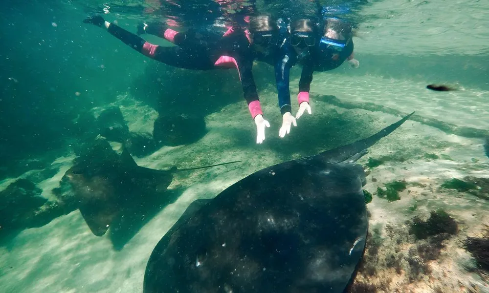 Snorkel with Stingrays and Shallow Water Experience | Experience Oz-1