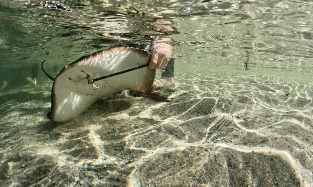 Snorkel with Stingrays and Shallow Water Experience | Experience Oz-6