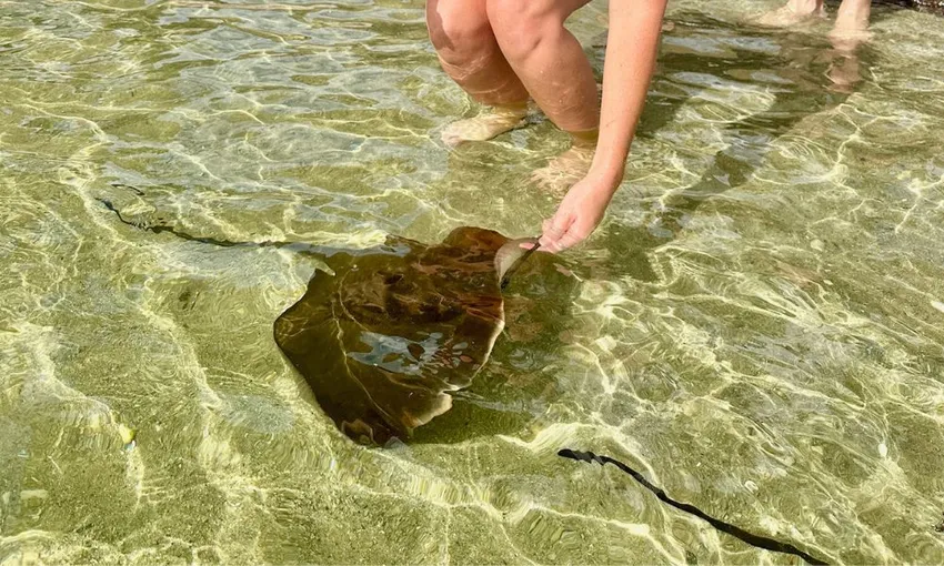 Stingray Cuddles and Shallow Water Experience | Experience Oz