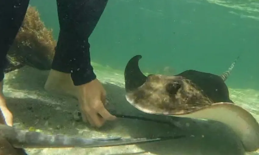 Stingray Cuddles and Shallow Water Experience | Experience Oz