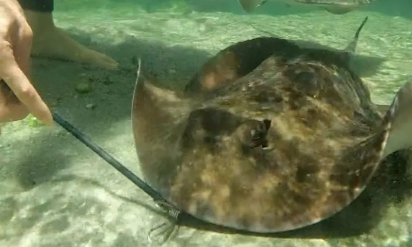 Stingray Cuddles and Shallow Water Experience | Experience Oz
