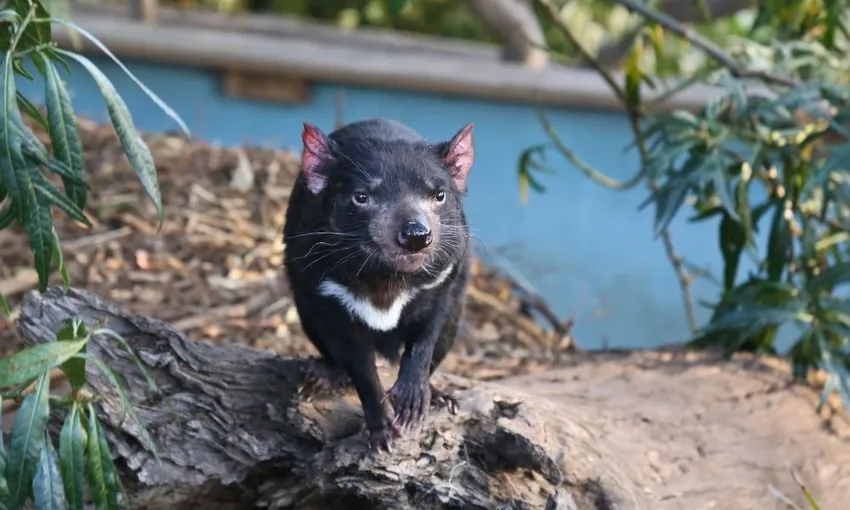 Bonorong Wildlife Park and Richmond Tour | Experience Oz