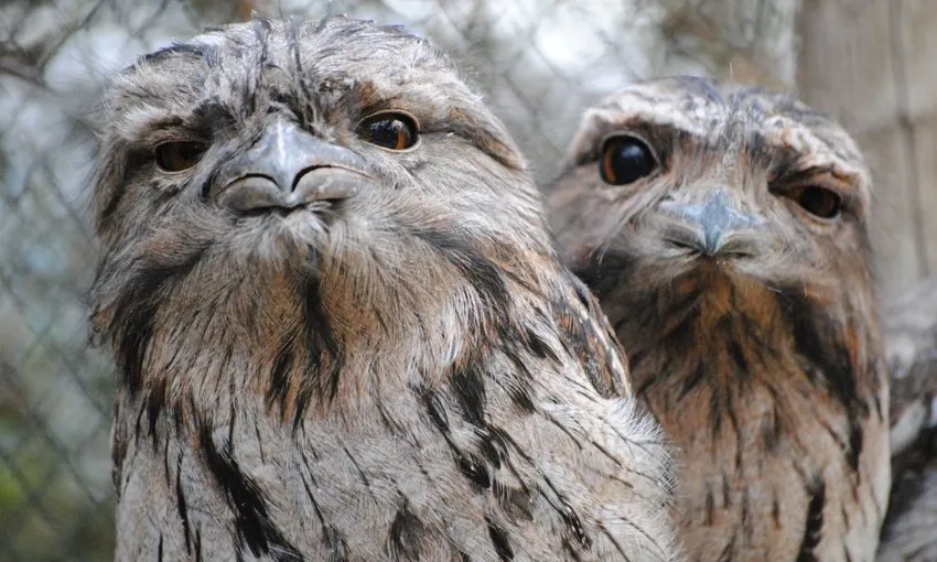 Bonorong Wildlife Park and Richmond Tour | Experience Oz