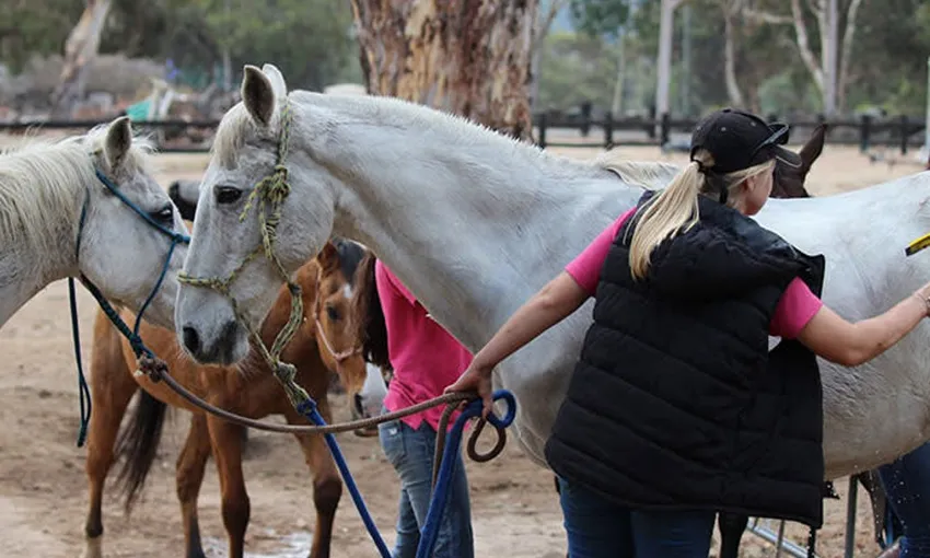 Jarrahdale Adult Private Horse Riding Lesson | Experience Oz
