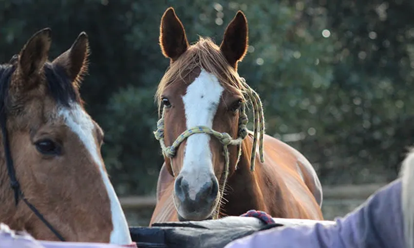 Jarrahdale Adult Private Horse Riding Lesson | Experience Oz