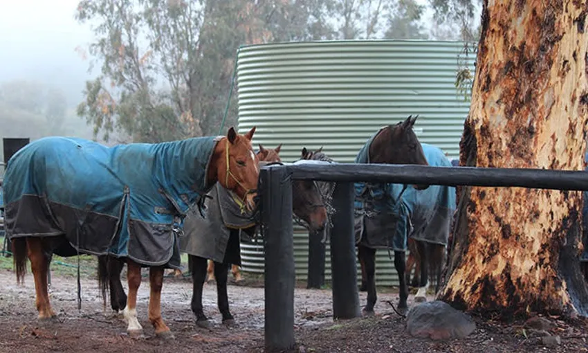 Jarrahdale Adult Private Horse Riding Lesson | Experience Oz