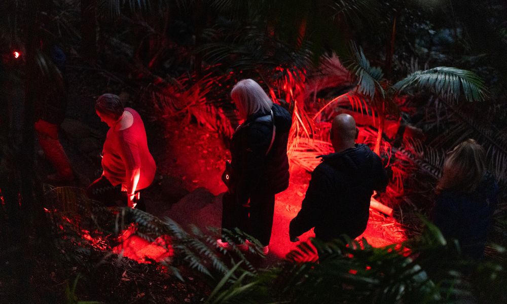 Glow Worm Night Tour, 3.5 Hours – Gold Coast Hinterland