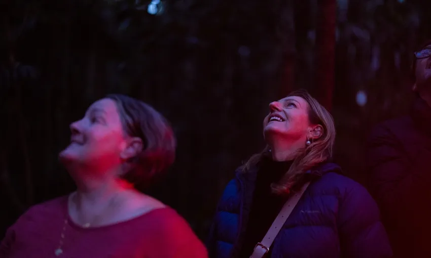 Glow Worm Night Tour, 3.5 Hours – Gold Coast Hinterland