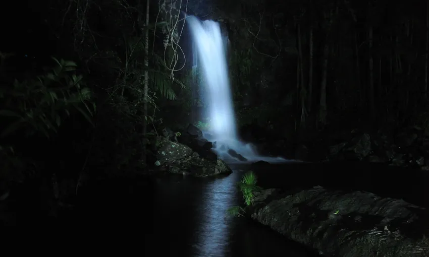 Glow Worm Night Tour, 3.5 Hours – Gold Coast Hinterland