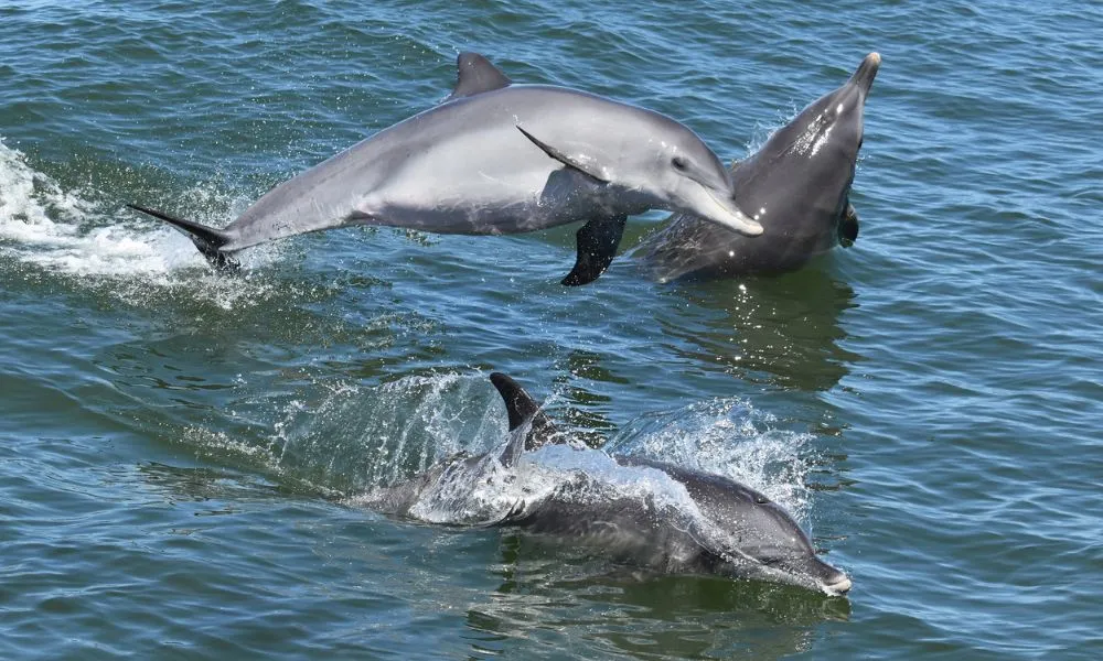 Murray River Scenic Cruise with Lunch | Experience Oz-5