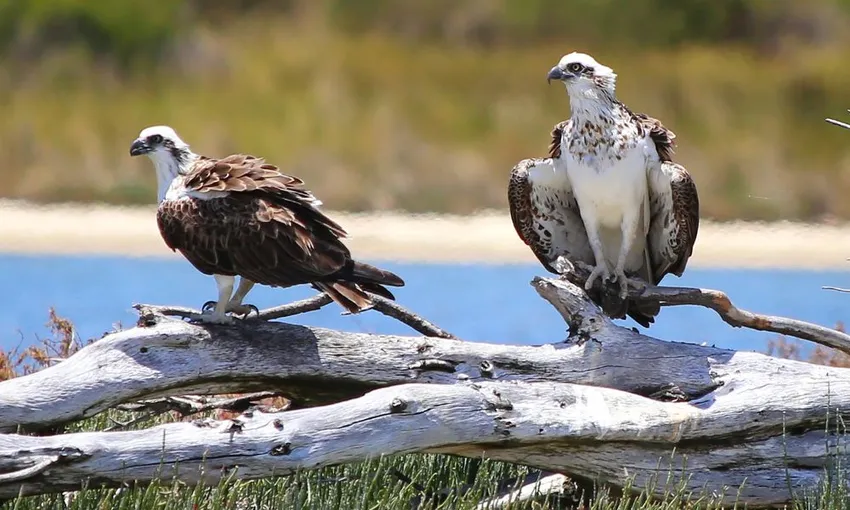 Murray River Scenic Cruise with Lunch | Experience Oz