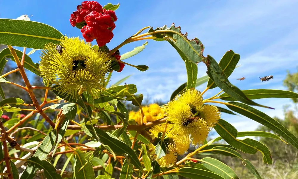 Murray River Scenic Cruise with Lunch | Experience Oz-9